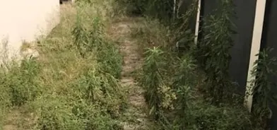 An overgrown side passage